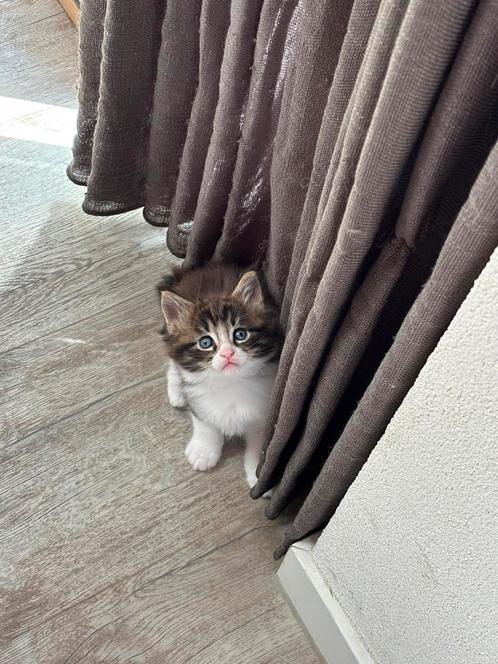 1 Maine coon kitten katertje, Dieren en Toebehoren, Katten en Kittens | Raskatten | Langhaar, Kater, 0 tot 2 jaar, Ontwormd, Ingeënt