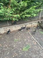 Caroline eenden en manderijn, Dieren en Toebehoren, Meerdere dieren, Eend