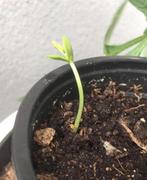 Biologische Slaapboompjes zaden Albizia julibrissin of boom, Ophalen of Verzenden, Gehele jaar, Volle zon, Zaad