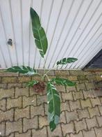 Musa Florida, Ophalen, Halfschaduw, 100 tot 150 cm