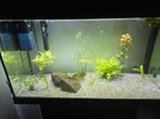 Mooi aquarium met kast, Dieren en Toebehoren, Vissen | Aquaria en Toebehoren, Ophalen, Zo goed als nieuw, Gevuld zoetwateraquarium