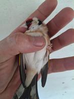 Majoor putter pop 2023, Dieren en Toebehoren, Vogels | Overige Vogels, Vrouwelijk, Wildzangvogel