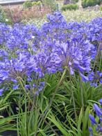 Agapanthus ofwel Afrikaanse lelie van eigen kwekerij, Ophalen, Zomer, Overige soorten, Volle zon