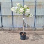 Hortensia op stam | Hydrangea vanille fraise, Tuin en Terras, Planten | Tuinplanten, Vaste plant, Halfschaduw, Zomer, Ophalen