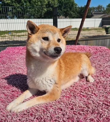 Te koop mooie Shiba Inu s beschikbaar voor biedingen