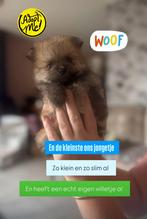 Prachtige pomeriaantjes, Keeshond, 8 tot 15 weken, Meerdere, Meerdere dieren