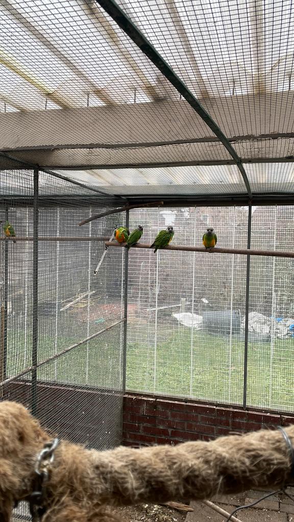 Bonte boer te koop, Meerdere dieren, Geringd