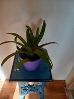 Bromelia, Ophalen, Halfschaduw, Minder dan 100 cm