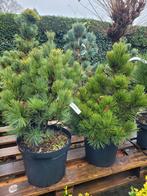 Pinus boompjes, Tuin en Terras, Planten | Bomen, Ophalen, Volle zon, Overige soorten, Minder dan 100 cm