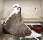 Chocobonte duivin uit vlucht, Vrouwelijk, Kropper