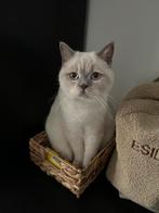 Blue ragdoll/britse korthaar, Dieren en Toebehoren, Katten en Kittens | Raskatten | Korthaar, 0 tot 2 jaar, Kater, Gechipt