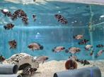 Astronotus Ocellatus Red pauwoogcichliden, Dieren en Toebehoren, Vissen | Aquariumvissen, Vis