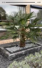 Trachycarpus wagnerianus Wagnerpalm, Volle zon, Ophalen