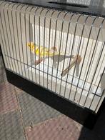 Kanarie geel mozaiek, Dieren en Toebehoren, Vogels | Kanaries, Mannelijk, Kleurkanarie
