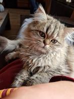 Perzische kitten met stamboom, Dieren en Toebehoren, Katten en Kittens | Raskatten | Langhaar, Kater, Gechipt, 0 tot 2 jaar