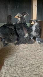 5 leuke brahma kuikens, Dieren en Toebehoren, Pluimvee, Geslacht onbekend, Kip