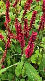 Duizendknoop 'Fat Domino' (Persicaria Amplexicaulis), Ophalen of Verzenden, Zomer, Bodembedekkers