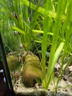 Helenaslakken te koop (slak etende slak), Dieren en Toebehoren, Vissen | Aquariumvissen, Slak of Weekdier