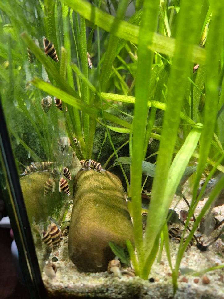 Helenaslakken te koop (slak etende slak), Dieren en Toebehoren, Vissen | Aquariumvissen, Slak of Weekdier