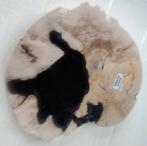 Schijf versteend hout Sumatra Indonesië, Ophalen of Verzenden, Mineraal