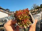 Echeveria Vulcan Cristata/pot 5cm/vetplant/succulent, Ophalen of Verzenden, Halfschaduw, Minder dan 100 cm