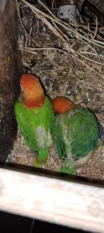 Agapornis Ficheri  jong, Dieren en Toebehoren, Geslacht onbekend, Dwergpapegaai of Agapornis, Tam