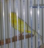 1-0 kanarie geel, Dieren en Toebehoren, Vogels | Kanaries, Mannelijk, Kleurkanarie