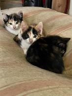Boerderijkittens, Meerdere dieren, Kortharig, 0 tot 2 jaar