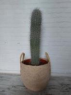 Zuil cactus, Huis en Inrichting, Ophalen, Cactus, Minder dan 100 cm