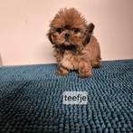 verschillende kleurtjes lieve raszuivere shih tzu pups, Dieren en Toebehoren, Overige rassen, 8 tot 15 weken, Meerdere, Meerdere dieren