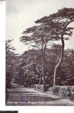 Ansichtkaart	Bergen (NH)	Eeuwige laan, Verzamelen, Ansichtkaarten | Nederland, Verzenden, 1940 tot 1960, Ongelopen, Noord-Holland