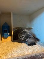 Marchenero kropper, Vrouwelijk, Kropper