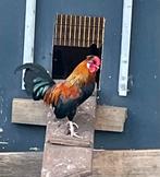 Schattig kleine kriel Haantjes van 2025, Mannelijk, Kip