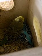 Engelse grasparkiet jonge, Geslacht onbekend, Parkiet, Tam