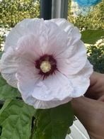 Hibiscus 🥰planten met diverse kleuren bloemen ( uitzoeken ), Ophalen of Verzenden, Overige soorten, Struik