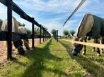 Stalling gevraagd per 1november omgeving Epse, Dieren en Toebehoren, Stalling en Weidegang, Stalling