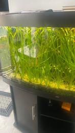 Aquarium planten vallisneria, Dieren en Toebehoren, Vissen | Aquaria en Toebehoren, Ophalen of Verzenden