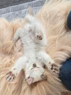 Raszuiver ragdoll lilac point katertje mag nu weg, Kater
