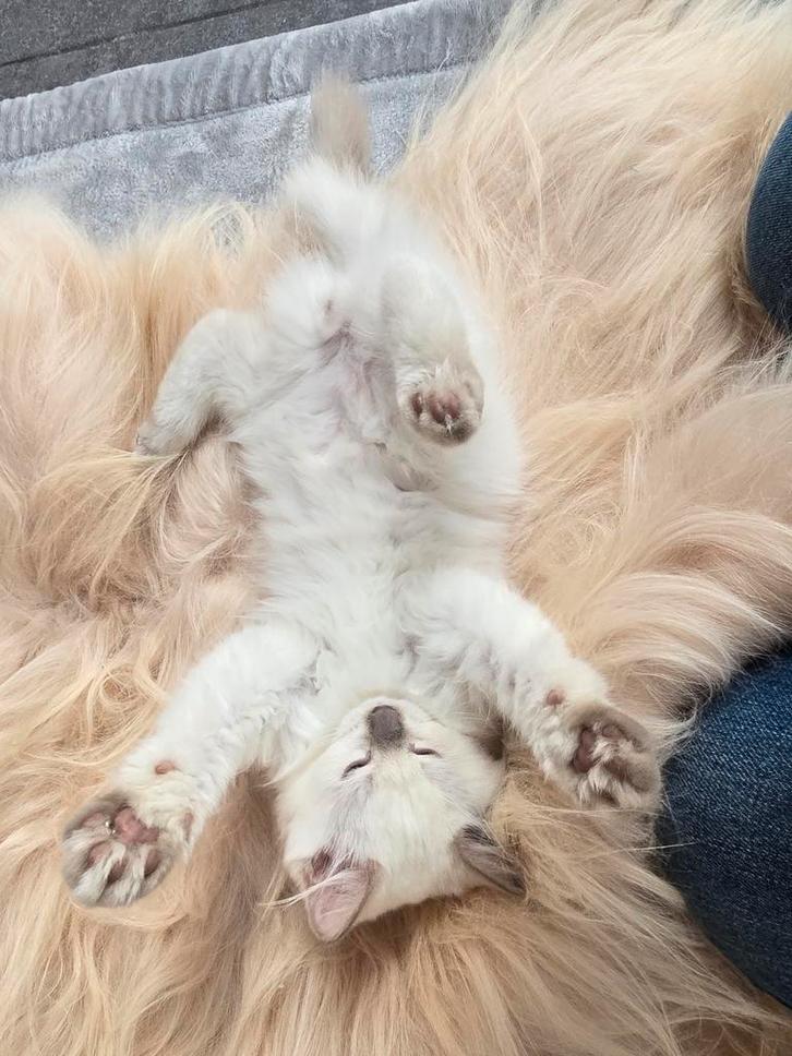 Raszuiver ragdoll lilac point katertje mag nu weg, Dieren en Toebehoren, Katten en Kittens | Raskatten | Korthaar, Kater