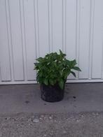 hortensia hydrangea macrophylla pia, Ophalen, Zomer, Vaste plant, Overige soorten