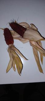 Aardbeienmais, Ophalen