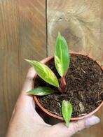 Philodendron prince off of orange variegata plant pink lemon, Ophalen of Verzenden, Overige soorten, Minder dan 100 cm