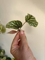 Begonia argenteo guttata, gewortelde stek met nieuwe groei, Ophalen of Verzenden, Overige soorten, Minder dan 100 cm
