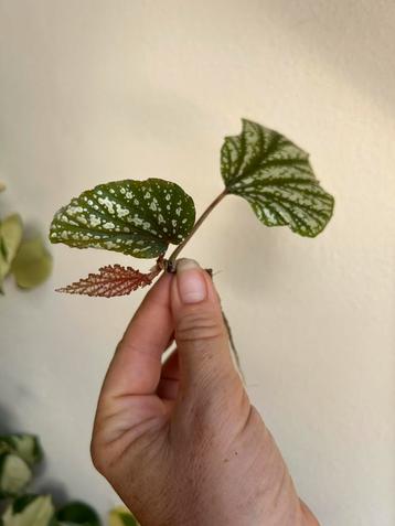 Begonia argenteo guttata, gewortelde stek met nieuwe groei beschikbaar voor biedingen