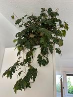 Grote hangplant zonder pot, Ophalen, Overige soorten, Minder dan 100 cm