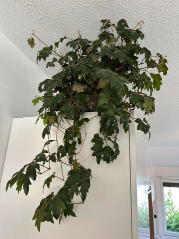 Grote hangplant zonder pot beschikbaar voor biedingen