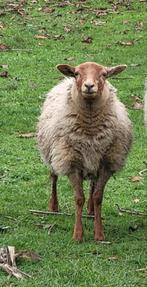 Voskop ooi 6 maanden,vaste prijs, Dieren en Toebehoren, Vrouwelijk, Schaap