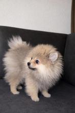 Toy Pomeranian pup – crème/grijs — Pomeriaan, Particulier, Reu, 8 tot 15 weken, Buitenland