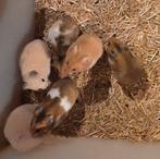 Goudhamsters, Dieren en Toebehoren, Knaagdieren, Hamster, Augustus, Meerdere dieren, Tam