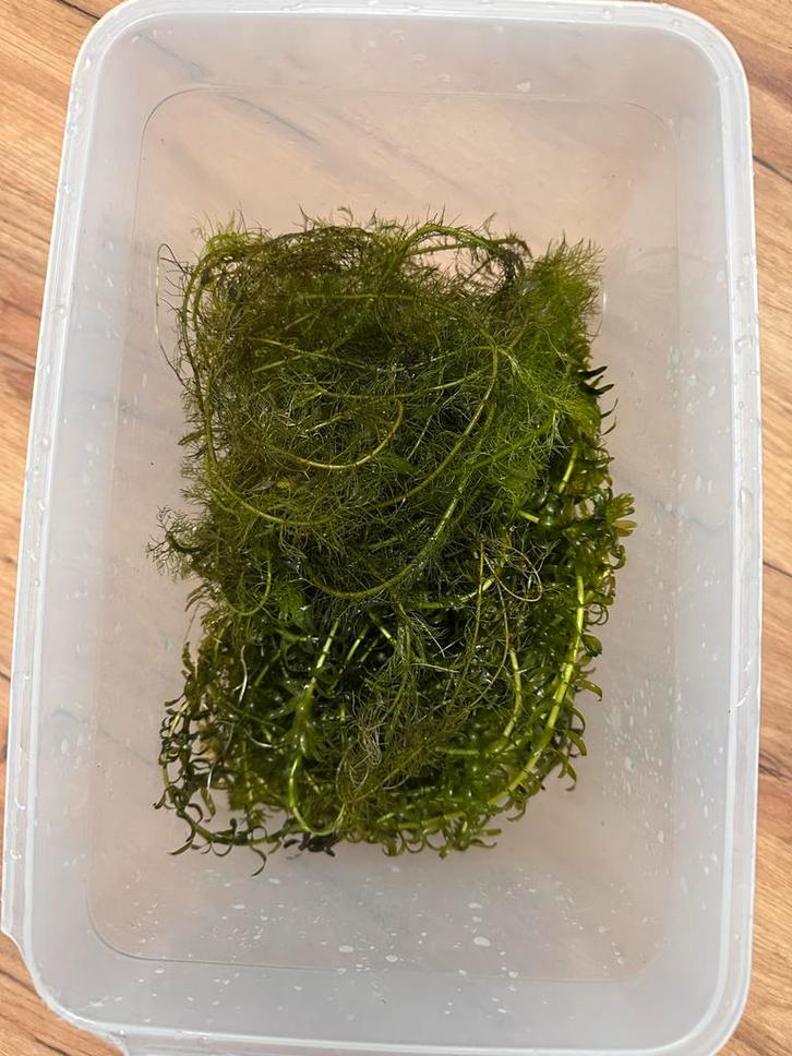 Gratis aquariumplanten, Dieren en Toebehoren, Vissen | Aquaria en Toebehoren, Plant(en), Steen of Hout, Ophalen